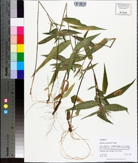 Panicum commutatum image