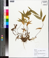 Panicum commutatum image