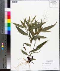 Panicum commutatum image