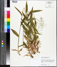 Panicum commutatum image