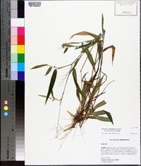 Panicum commutatum image