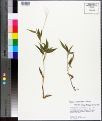 Panicum commutatum image