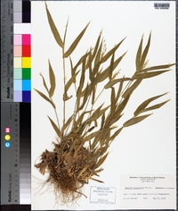Panicum commutatum image