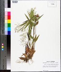 Panicum commutatum image