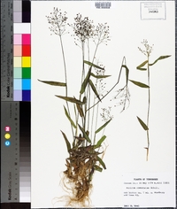 Panicum commutatum image