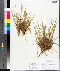 Panicum depauperatum image