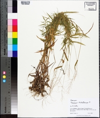 Panicum dichotomum image