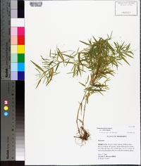 Panicum dichotomum image