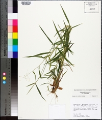 Panicum dichotomum image