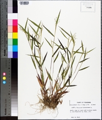 Panicum dichotomum image