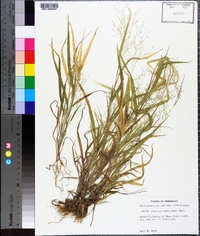 Panicum gattingeri image