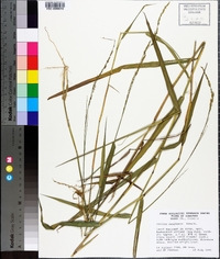 Panicum hemitomon image