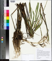 Panicum hemitomon image