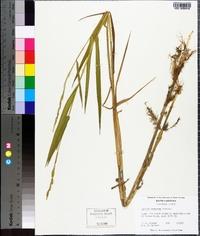 Panicum hemitomon image