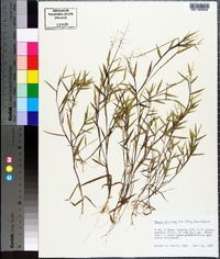 Panicum lancearium image