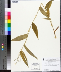 Panicum latifolium image