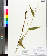 Panicum latifolium image