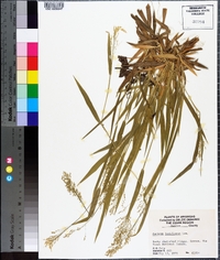 Panicum laxiflorum image