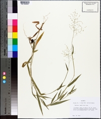 Panicum laxiflorum image