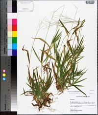 Panicum laxiflorum image