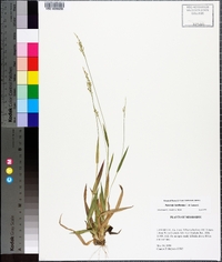 Panicum laxiflorum image