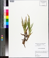 Panicum laxiflorum image