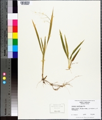 Panicum laxiflorum image