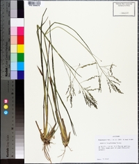 Coleataenia longifolia image