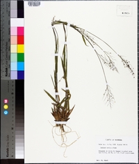 Panicum malacon image