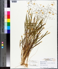 Panicum malacon image