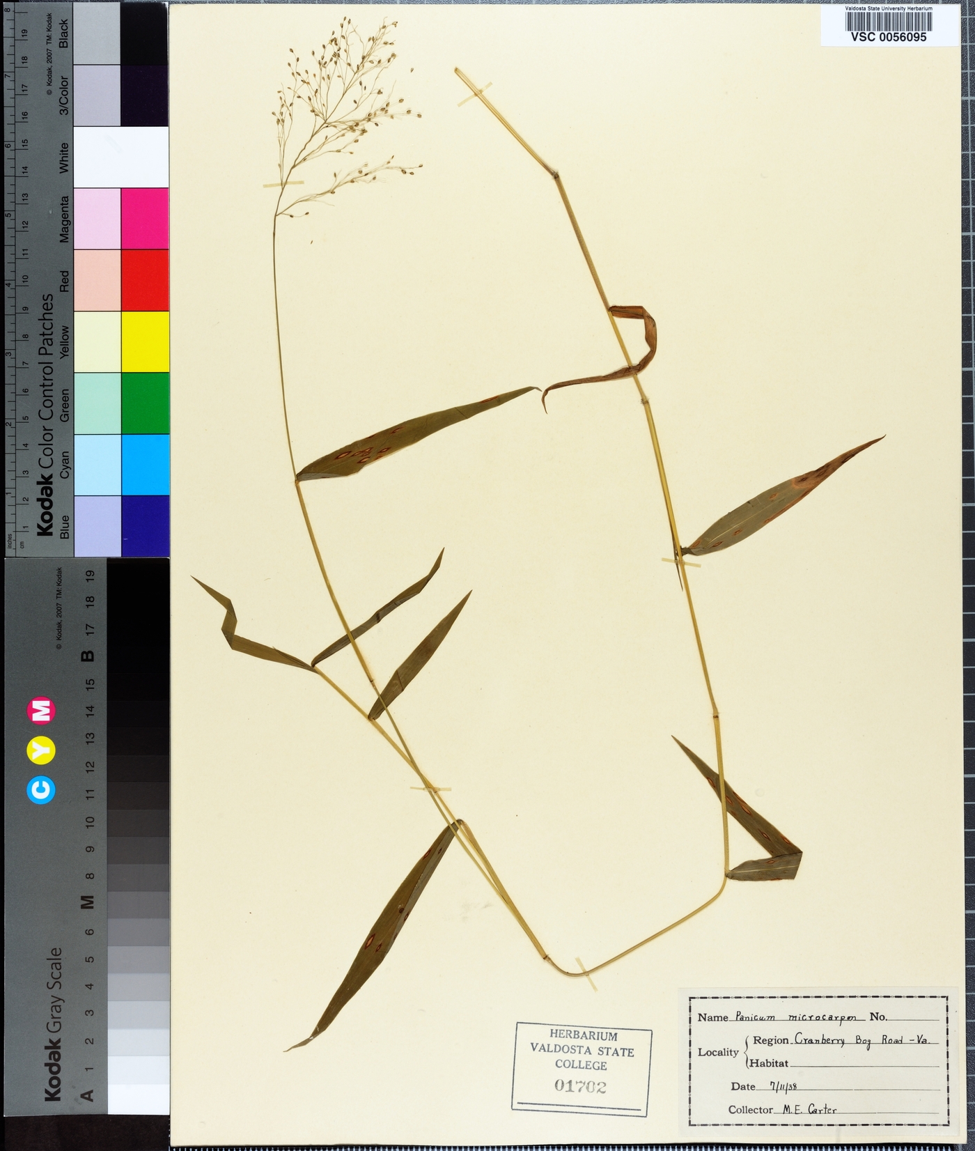 Panicum microcarpon image