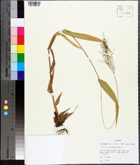 Panicum polyanthes image