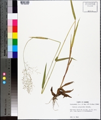 Panicum polyanthes image