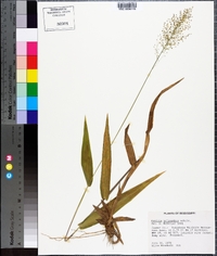 Panicum polyanthes image