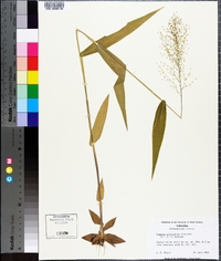 Panicum polyanthes image