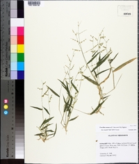 Urochloa ramosa image