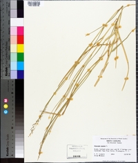 Panicum repens image