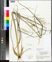 Coleataenia rigidula image