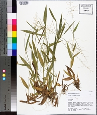 Panicum sphaerocarpon image