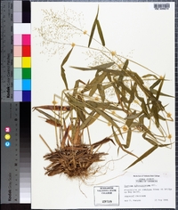 Panicum sphaerocarpon image