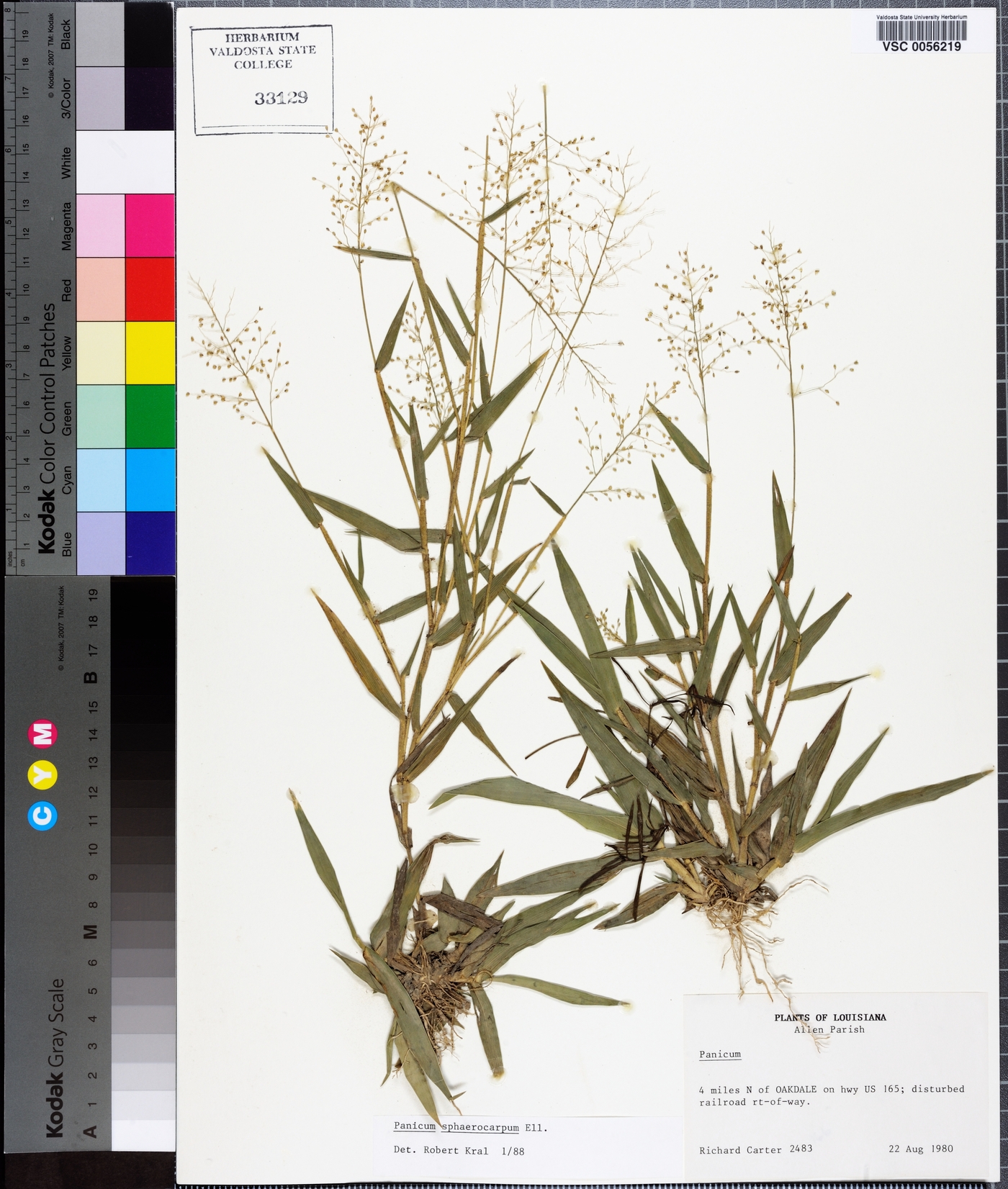 Panicum sphaerocarpon image