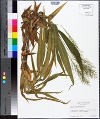 Panicum sphaerocarpon image