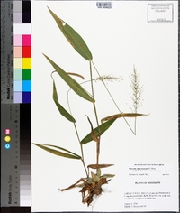 Panicum sphaerocarpon image