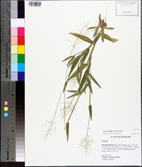 Panicum sphaerocarpon image