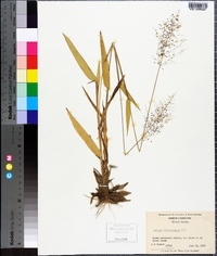 Panicum sphaerocarpon image