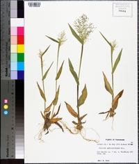 Panicum sphaerocarpon image