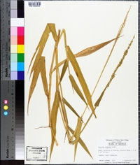 Urochloa texana image