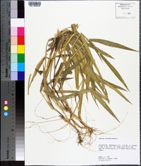 Urochloa texana image