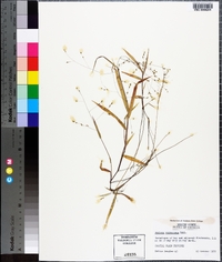 Kellochloa verrucosa image