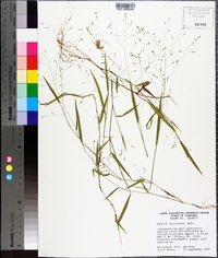 Kellochloa verrucosa image